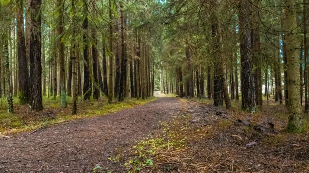 Diseño sostenible en el Valle del Jerte: Protegiendo el suelo durante la floración